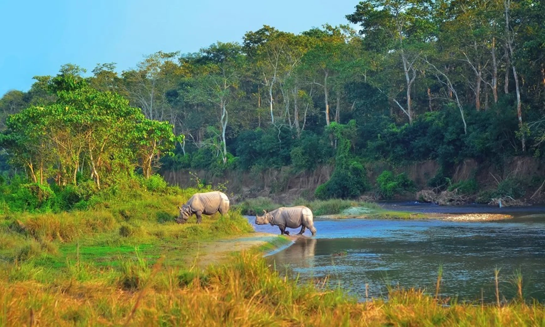 Two rhinoceroses grazing near a riverbank surrounded by dense forest.