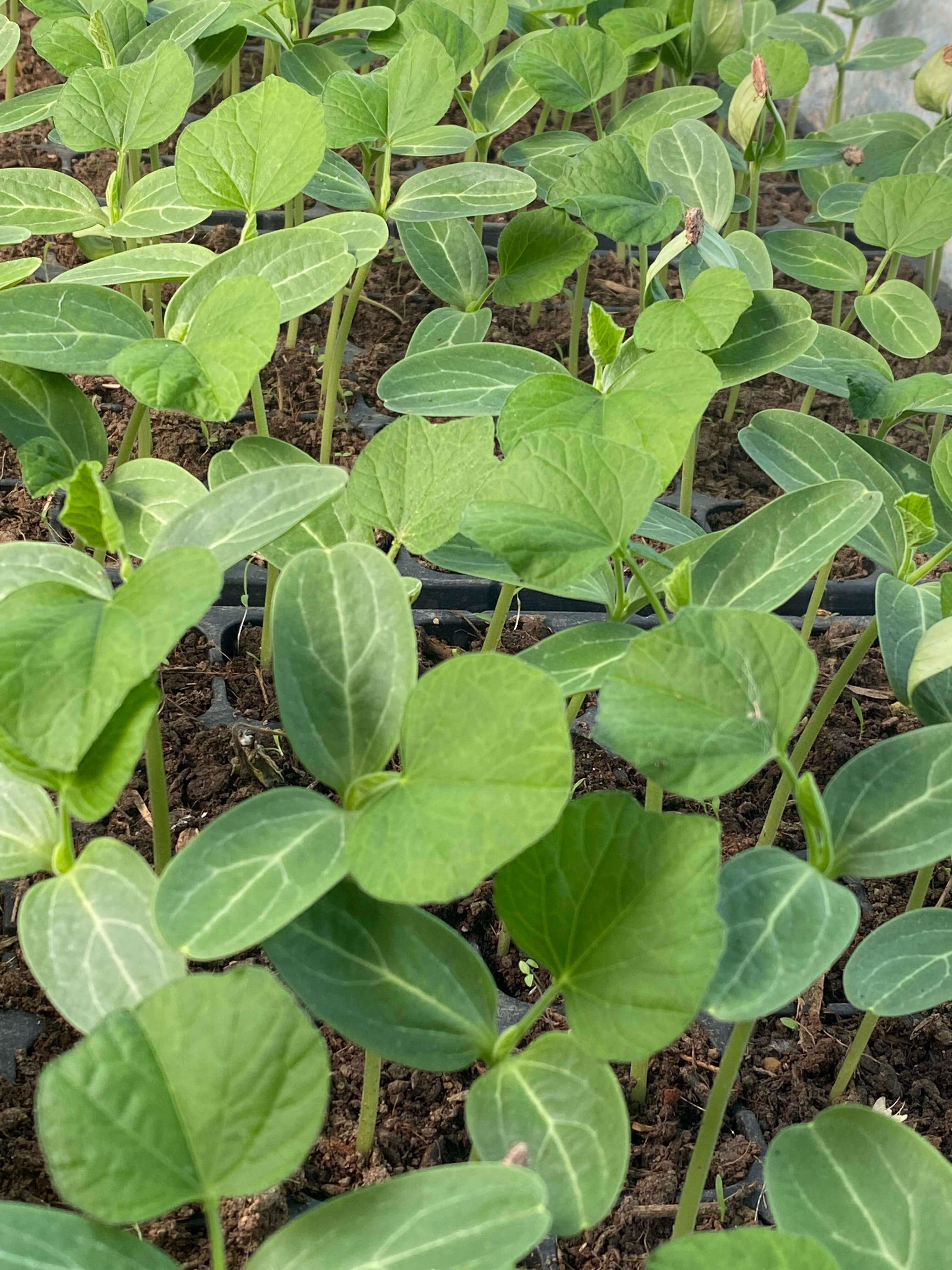 3 a22 e c9667264674 e6 e a%7 c0 2